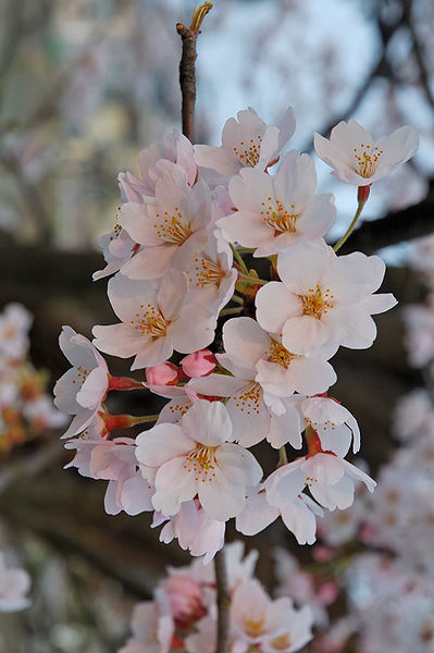 Sakura sakura